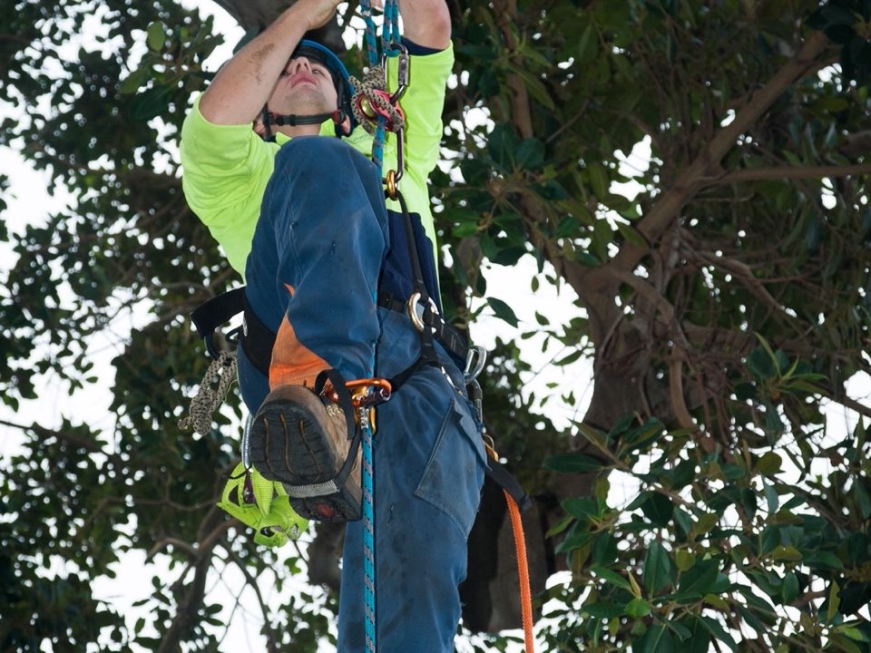 Qualified arborist working in a mature tree during a risk assessment in Worcestershire