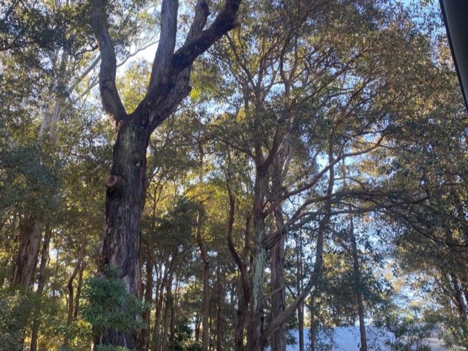 Mature trees in a Worcestershire parkland setting due for routine re-inspection